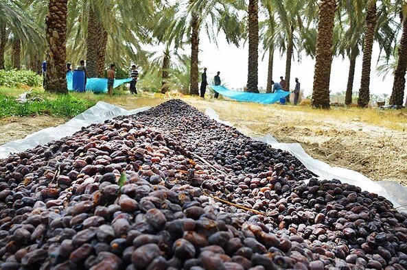 دست خرماداران بم در پوست گردو