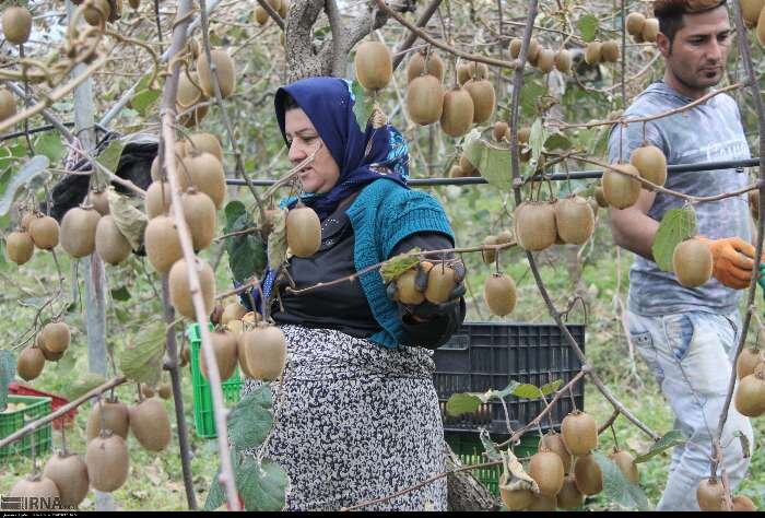 شناسنامه‌دارکردن باغ‌های کیوی، گام مهم دولت برای هدفمندکردن صادرات و تولید