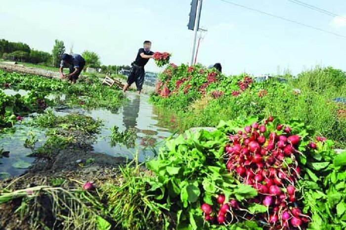 قطع وابستگی به خارج با دستیابی به توان تولید و صادرات بذرهای هیبریدی 