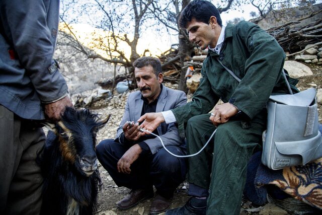 توزیع ۲۰۰ هزار دز واکسن دام در مناطق کم برخوردار 1 توزیع ۲۰۰ هزار دز واکسن دام در مناطق کم برخوردار