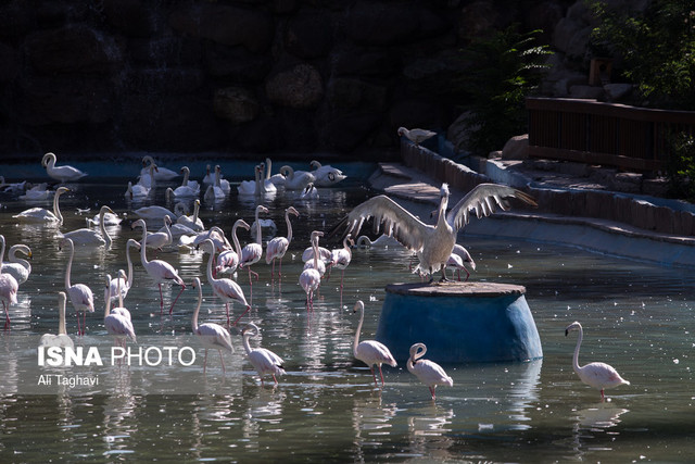 نظارت محیط زیست شهرداری بر محلهای نگهداری حیات وحش نظارت محیط زیست شهرداری بر محلهای نگهداری حیات وحش