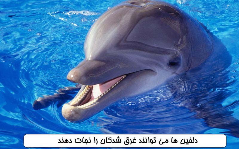 دلفین ها می توانند غرق شدگان را نجات دهند