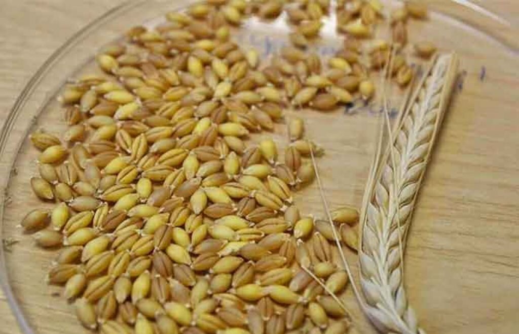 جو چه خواصی دارد؟ + تفاوت جو با جوی دو سر، تاثیر بر لاغری و علائم حساسیت