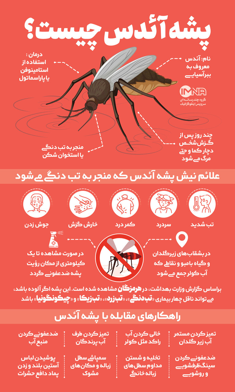 هر آنچه باید از پشه آئدس و بیماری تب دنگی بدانیم/ راه  پیشگیری و درمان چیست؟