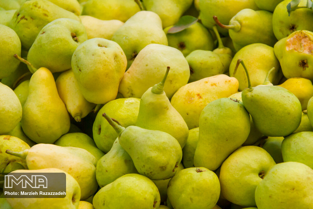 گلابی چه خواصی دارد؟ / مضرات مصرف این میوه برای کودکان