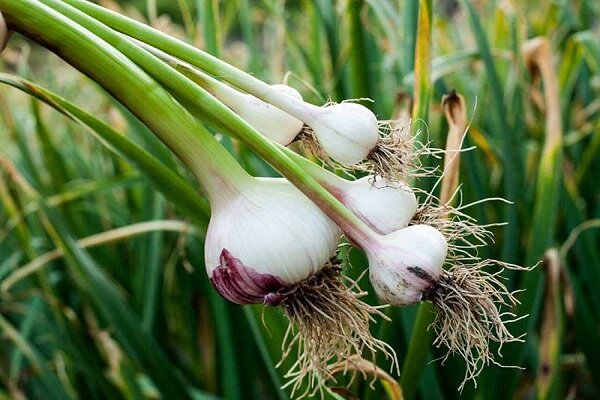 خواص خوردن سیر خام در شب و طبع سیر / سیر برای چه کسانی ضرر دارد؟