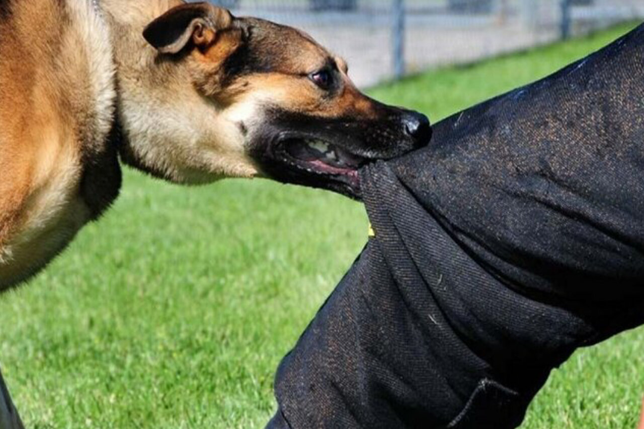 آمار حیوان گزیدگی در کشور | آخرین آمار فوتی ها در پی ابتلا به هاری 1 آمار حیوان گزیدگی در کشور | آخرین آمار فوتی ها در پی ابتلا به هاری