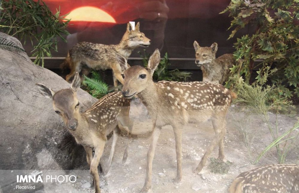 از درجه‌بندی حفاظتی ۴۵ غار تا راه‌اندازی پایگاه داده تنوع زیستی ایران