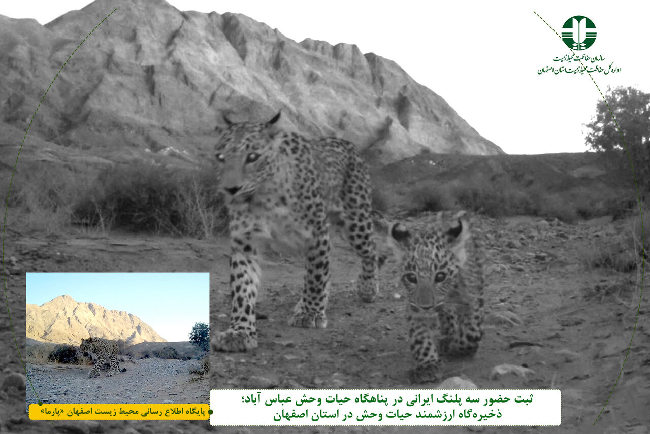 ثبت تصاویر سه پلنگ ایرانی در پناهگاه حیات وحش عباس‌آباد