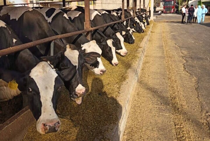 از ارائه نسخه پایدار دستیار هوش مصنوعی تا روایت هنر و دیپلماسی در معماری صفوی 3 اهتمام دولت برای حمایت از تولیدکنندگان دام و طیور