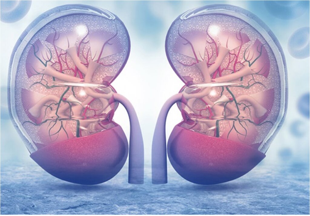 سبک زندگی سالم؛ سپری دفاعی در برابر بیماریهای کلیوی 2 سبک زندگی سالم؛ سپری دفاعی در برابر بیماریهای کلیوی