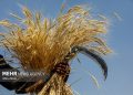 امروز قیمت گندم در کمیسیون تخصصی بررسی می‌شود