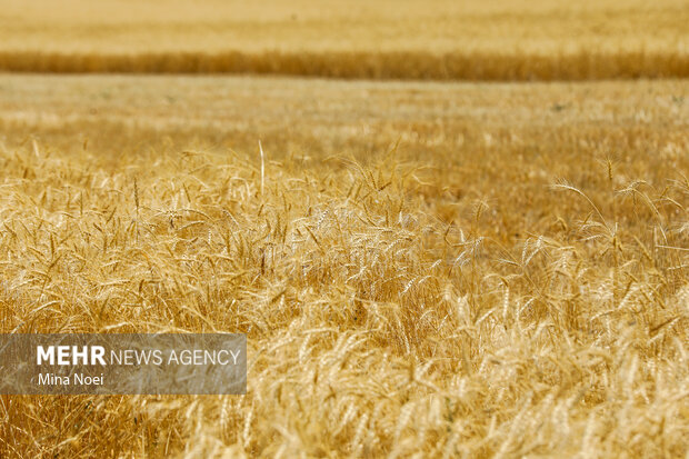 قیمت گندم نباید از نرخ جو کمتر باشد