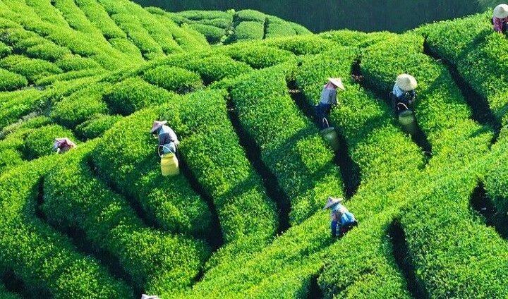 از روایت خادمان گمنام اربعین تا راهپیمایی اربعین حسینی در کانادا 3 چای ایرانی؛ میراث ۱۲۶ ساله شمال در مسیر بازارهای جهانی