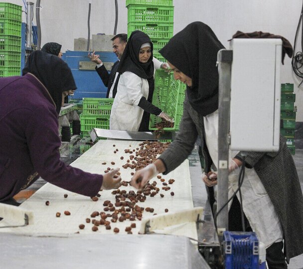 مادرانهترین آغاز برای یک زندگی / درخشش دختران ایران در وزنهبرداری نوجوانان و جوانان آسیا 4 /