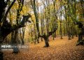ایران و روسیه برای مدیریت پایدار جنگل توافق کردند