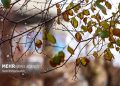 پیش‌بینی وضعیت هواشناسی برای ۴ روز آینده و توصیه به کشاورزان